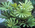 Licuala spinosa - palmier nain multipliant exotique soleil mi-ombre 3-4m